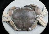 Tumidocarcinus Crab Fossil - New Zealand #4643-1